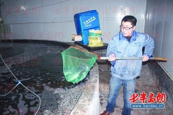 养殖成功的澳大利亚瑞鳕正在山东青岛初步上市