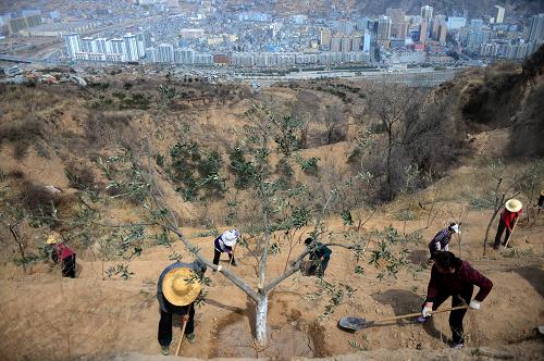 �����䶼����ֲ������������¸�����