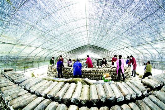 2013年湖北省蔬菜产业跨越千亿元大关