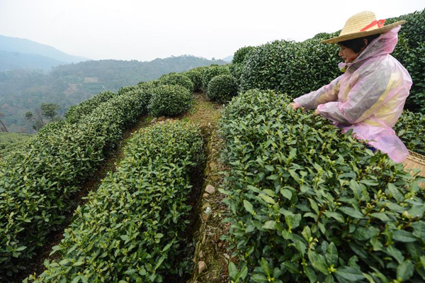 3��20�գ��ں�������������һ���������ڵ��̼�ɽ���԰���ũ�ǿ�ʼ��ժ��һ�����������衣