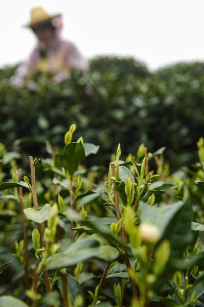 ��3��20�գ���������������һ���������ڵ��̼�ɽ���԰�Ĳ��ꡣ