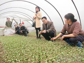 广西昭平:大棚西瓜助农增收