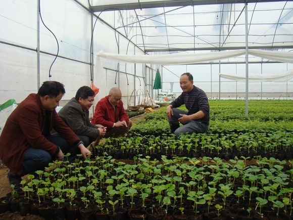 广西贺州八步区蔬菜大棚防寒保温育秧见成效