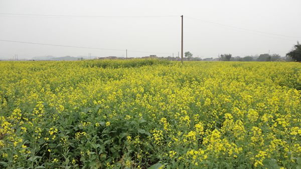 �����������Ͳ˻������� ��ʳɼ���ϲ