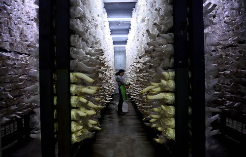 ӱƽȪʳþ֮硰㹽ɽ