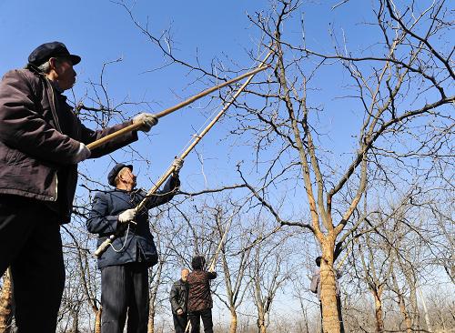 321գڲشҴݶ壬ũڸ֦