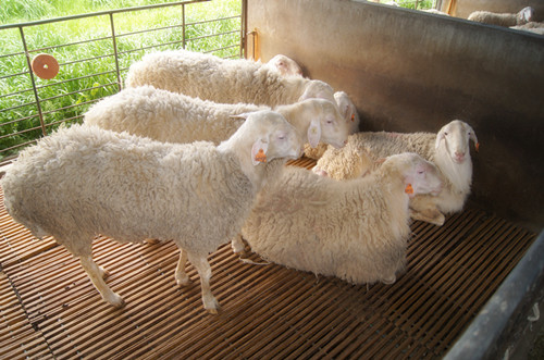 福建清流:推广新型竹片羊床养殖