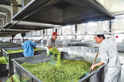 河南新野县:产业化解决菜农“卖菜难”