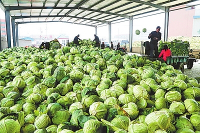 菜农把一车车包菜运到企业