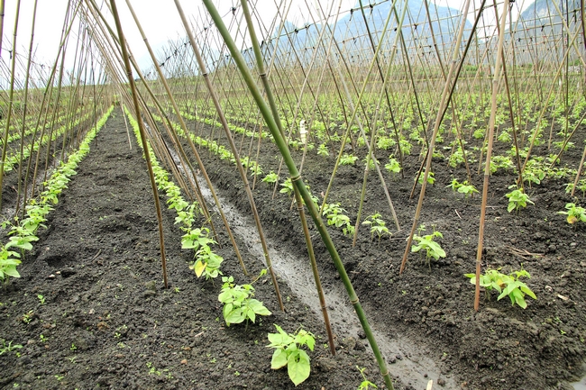广西柳江县种下三千多亩四季豆