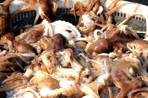 �������Ƹۺ��򴺲���������