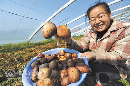 ���գ���Ʒʳ�þ�������ǹ���������������ֲ�ɹ�