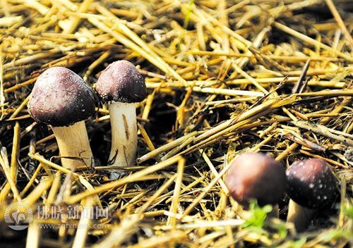 ���գ���Ʒʳ�þ�������ǹ���������������ֲ�ɹ�2