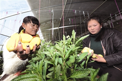 西藏达孜县:为群众送去 致富“金钥匙”