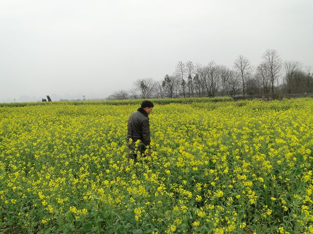 广西桂林:走入油菜花地的沉思