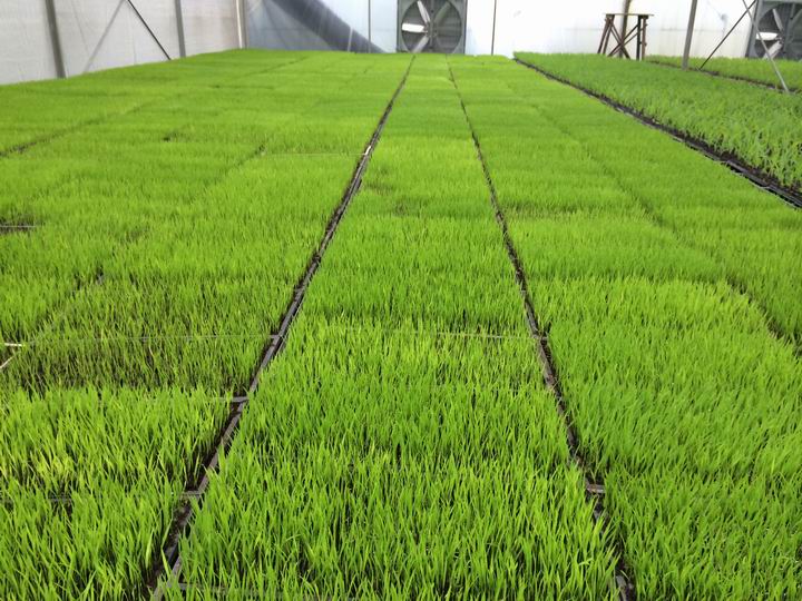 ��������������ˮ�����糤��ϲ��