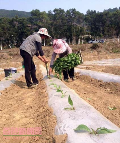 ������ɫ��������������Ⱥ����ֲ����æ