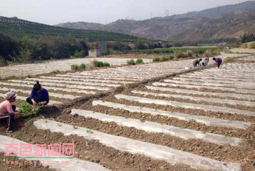 ������ɫ��������������Ⱥ����ֲ����æ2