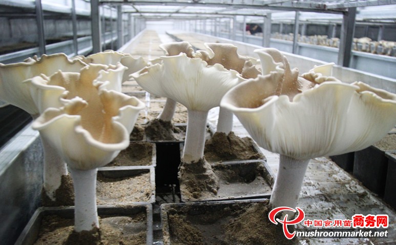 ���գ�ʳ�þ���Ʒ�ֻ��ƹ��������� ����Ч��ɹ�