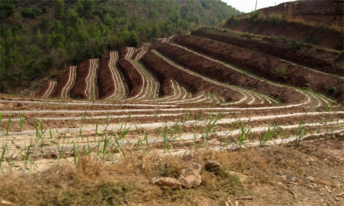 云南保山:人勤春来早 农忙正当时