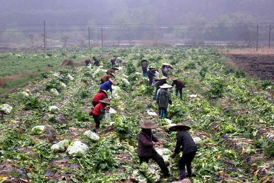 ���������أ�����һƬ����̣��ط�������ϣ��