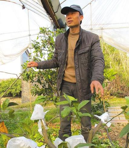 浙江宁波一橘农种植1.7亩柑橘 卖出20万元“天价”