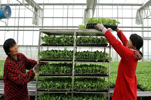 3��26�գ�ũ��������Ϊ���غ�ũ�������������硣