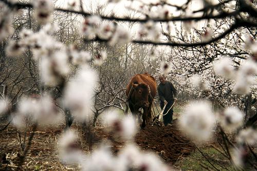 山东:春到沂蒙耕作忙