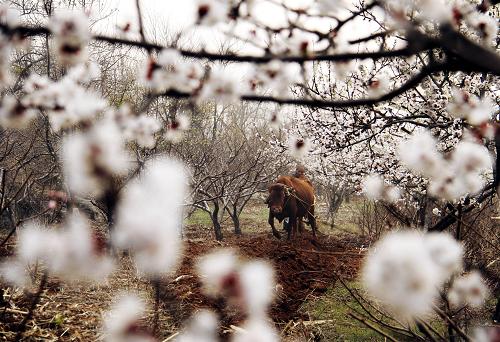 3月26日,山东省沂南县和庄村农民在果园里春耕。