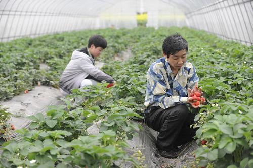 3��29�գ����㽭ʡ�ɾ��أ���½�����ң������Ĵ�ѧ������Ա�ڲ�ժ�л���ݮ