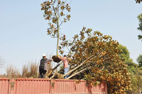 江苏如皋花木真正鼓了农民钱袋子