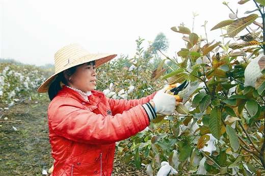 �����С������һ����ʯ��������ڲ�ժ��ʵ��