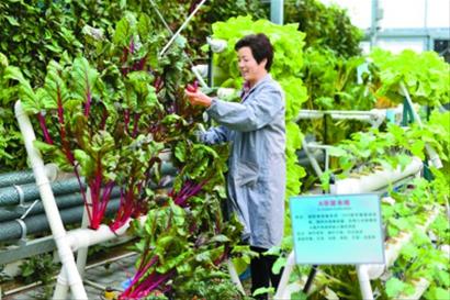 上海奉贤区阳台菜园:“傻瓜式”种菜