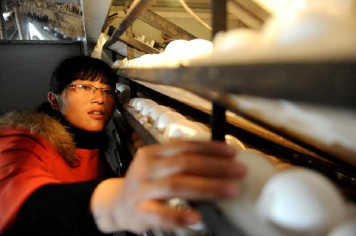 3月28日,房小娜在大雁养殖厂里查看雏雁孵化情况