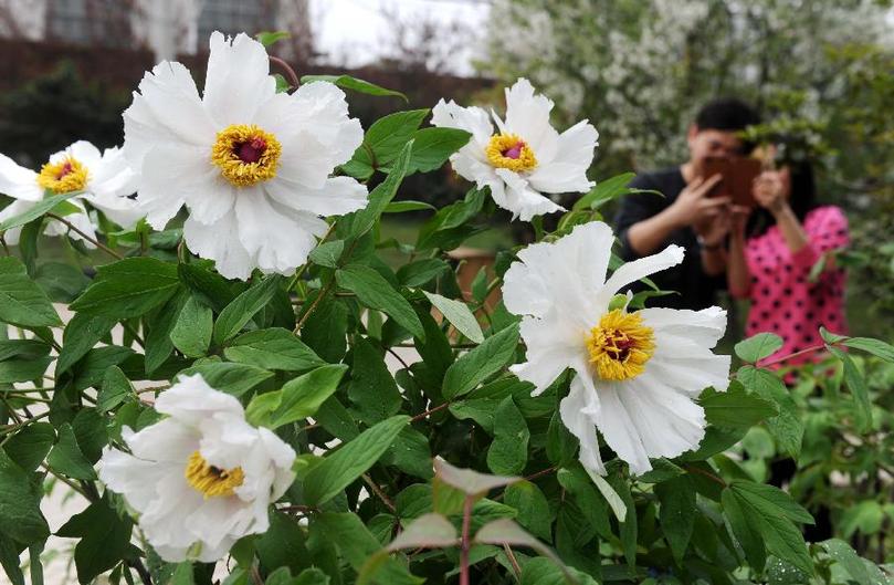 ����ͭ��ĵ����ǰ����