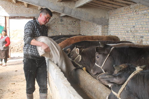 新疆兵团:养殖致富信心足