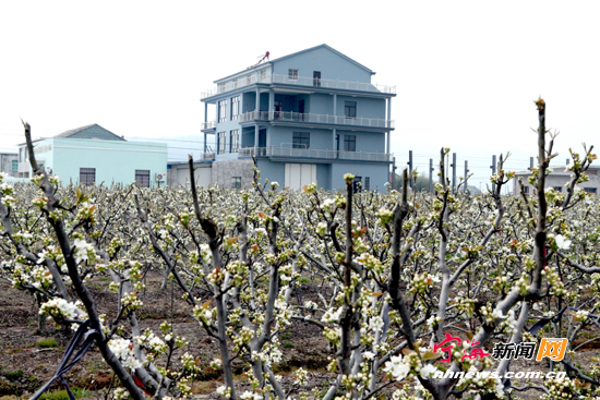 浙江宁海:甜蜜产业绘美景