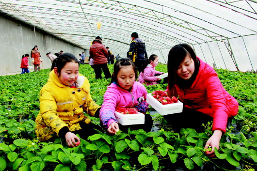 ɽ���Ͳ���ɽ��չ�л�ũҵ һ��Ʒ�ƶ�ռ�����г����ɷݶ�