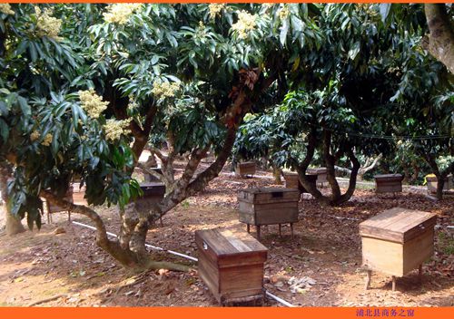 广西浦北:荔花飘香蜜蜂来 蜂农荔农乐开怀