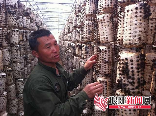 ɽ������Сľ����׬500�� ��ֲ��§����˯��100��