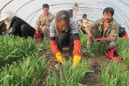 新疆兵团:“韭菜之乡”八师143团园艺四连早春韭菜上市