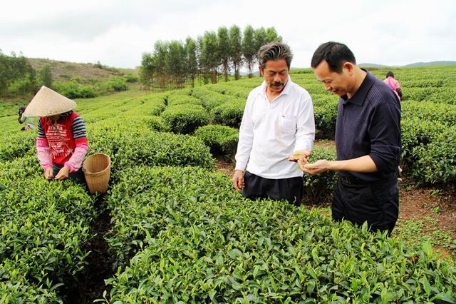 广西象州县妙皇乡廷村茶农欢喜采摘开春茶