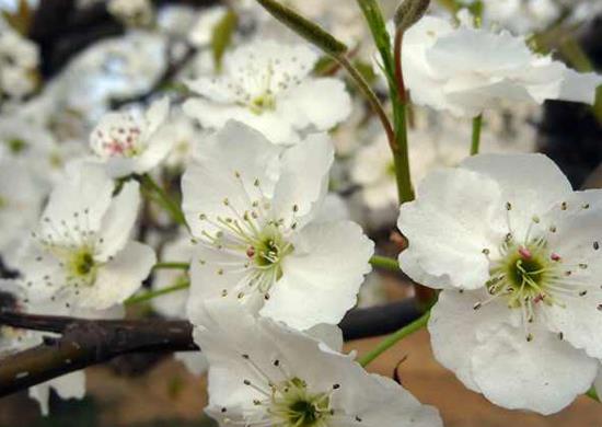 ������ɽ�滨�ֿ���2