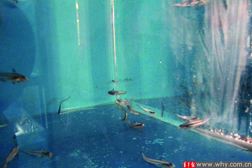 上海人工养殖刀鱼有望明春上餐桌