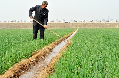 河北:610万亩冬小麦受旱