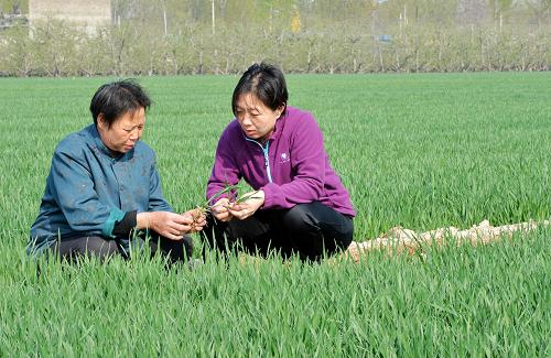 4月3日,河北省唐县农业局技术员(右)在坛下史村查看小麦墒情