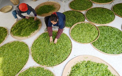 43գϲ̫ƽҶزũժҶ̯ദ