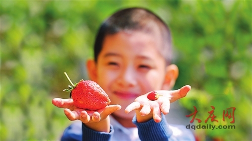 黑龙江大庆培育出“草莓王” 五个草莓就一斤重