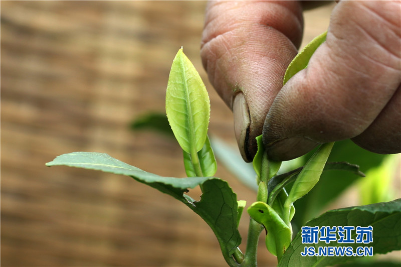 4月2日上午,采茶工人采摘“狼山春晓”军山茶明前茶,“狼山春晓”茶的鲜叶采摘标准有三个级别:特级为肥壮芽苞,1级为一芽一叶初展,2级为一芽一叶和少量一芽二叶初展。