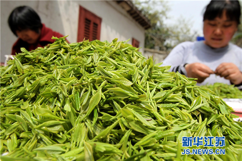 4月2日,采茶工人在山顶的小院里对才回来的茶叶精挑细选。